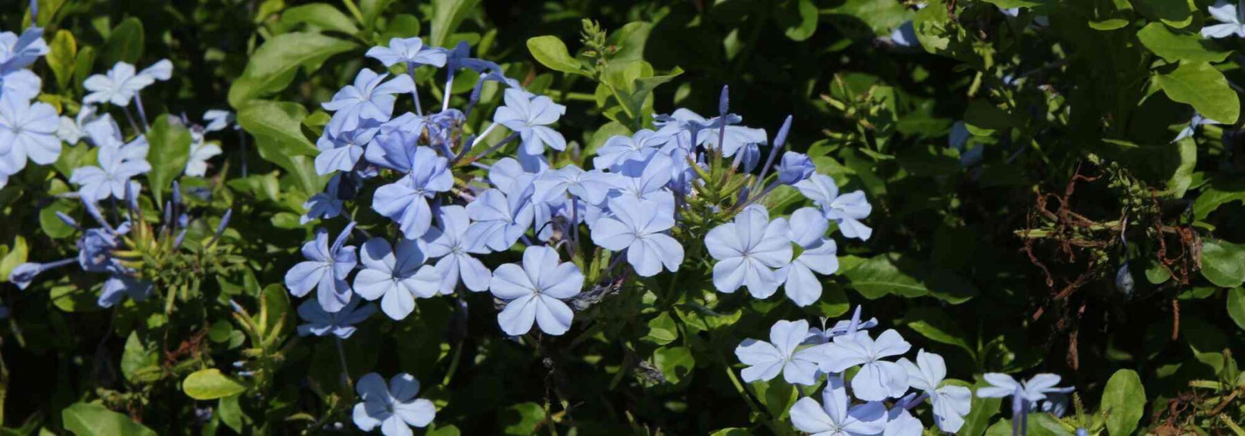 Cape Leadwort - Plumbago : Cultivation and Care