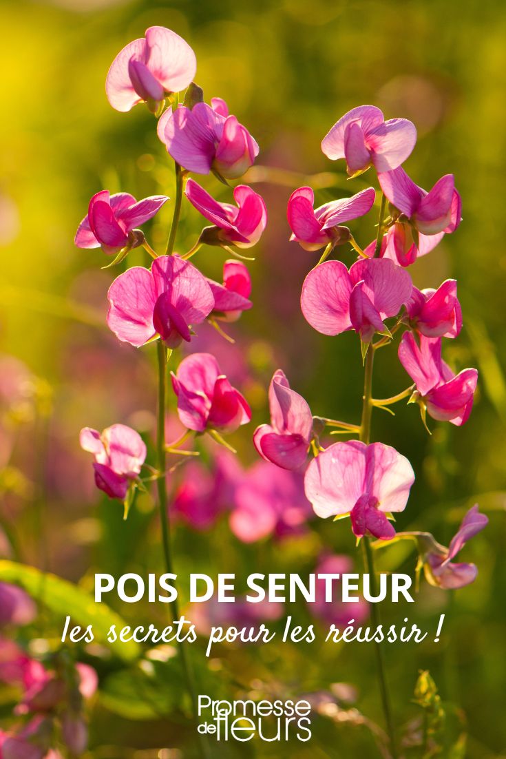 Growing Sweet Peas: Successful Sowing of Sweet Pea Seeds