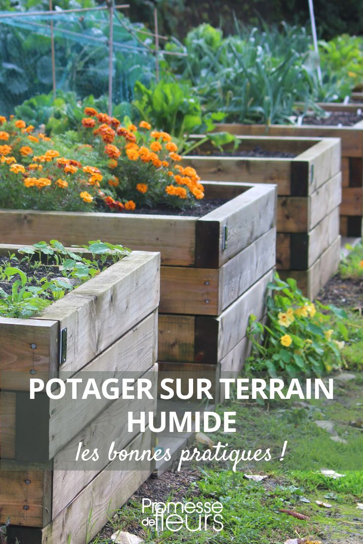 Wet Soil Vegetable Gardening Best Practices How to achieve abundant harvests in the vegetable garden despite a wet soil?