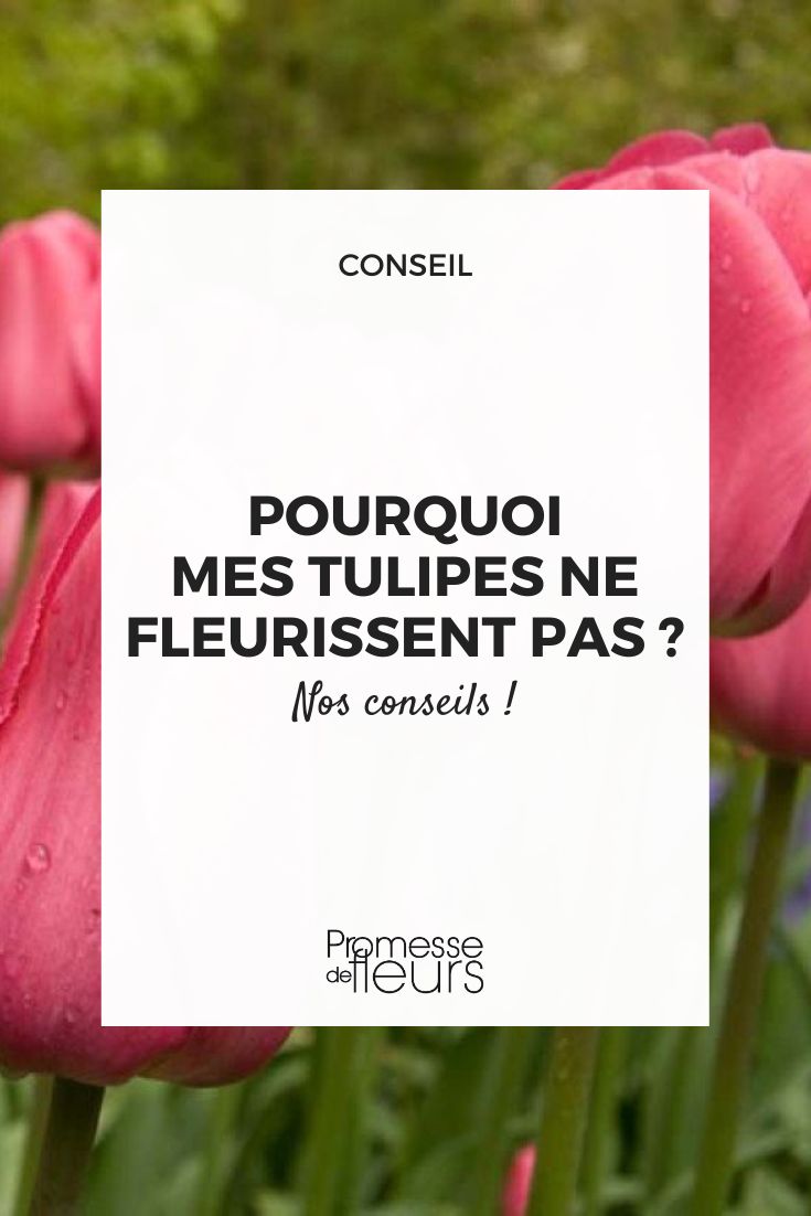 Why aren't my tulips flowering? Triumph Tulip Barcelona