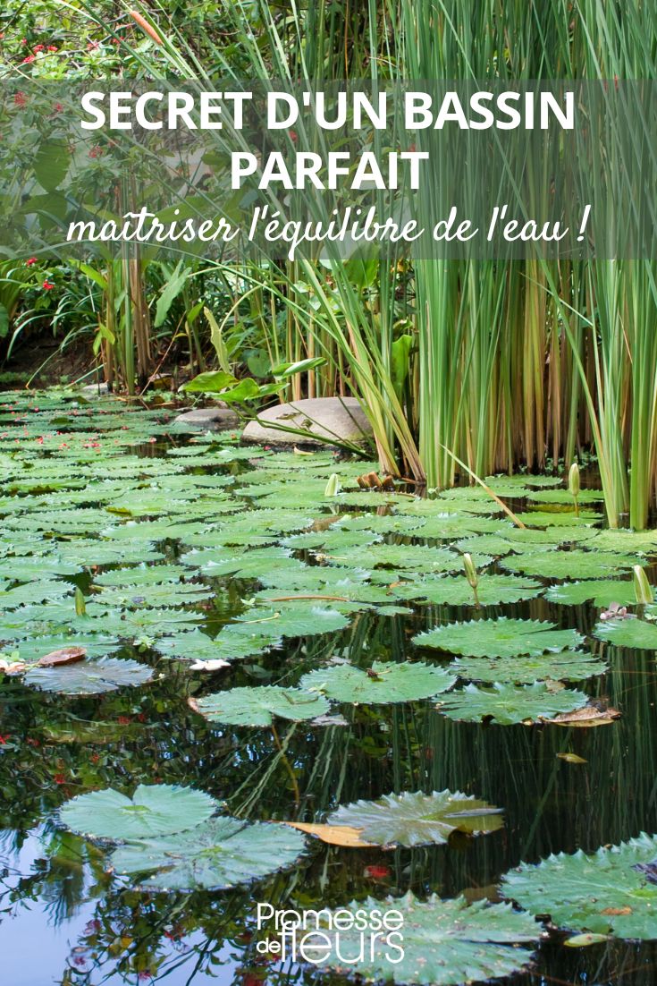 Secret of a perfect pond: mastering the balance of water a pond