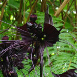 Tacca: Planting, Growing and Care