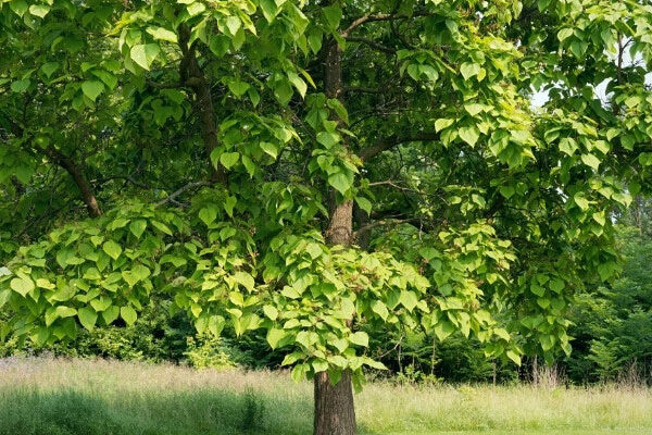 How to prune <em>Catalpa</em>?