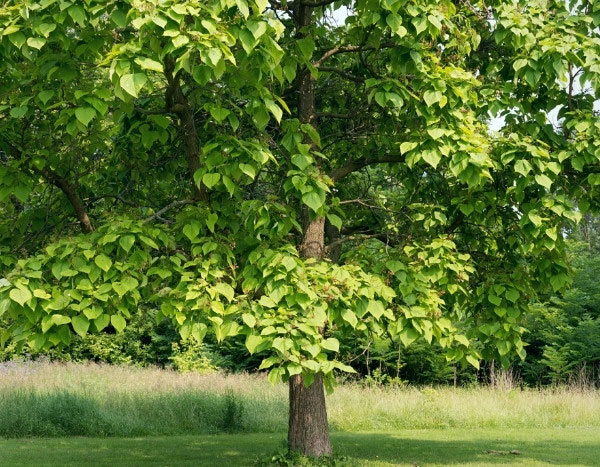 How to prune <em>Catalpa</em>?