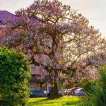 How to prune <em>Paulownia</em>?