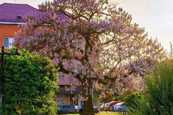 How to prune <em>Paulownia</em>?