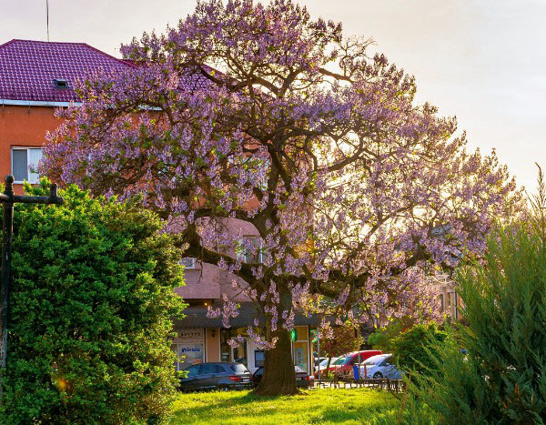 How to prune <em>Paulownia</em>?