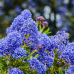 Garden trend: indigo blue