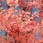 Toona sinensis or Chinese Mahogany: Planting and Growing