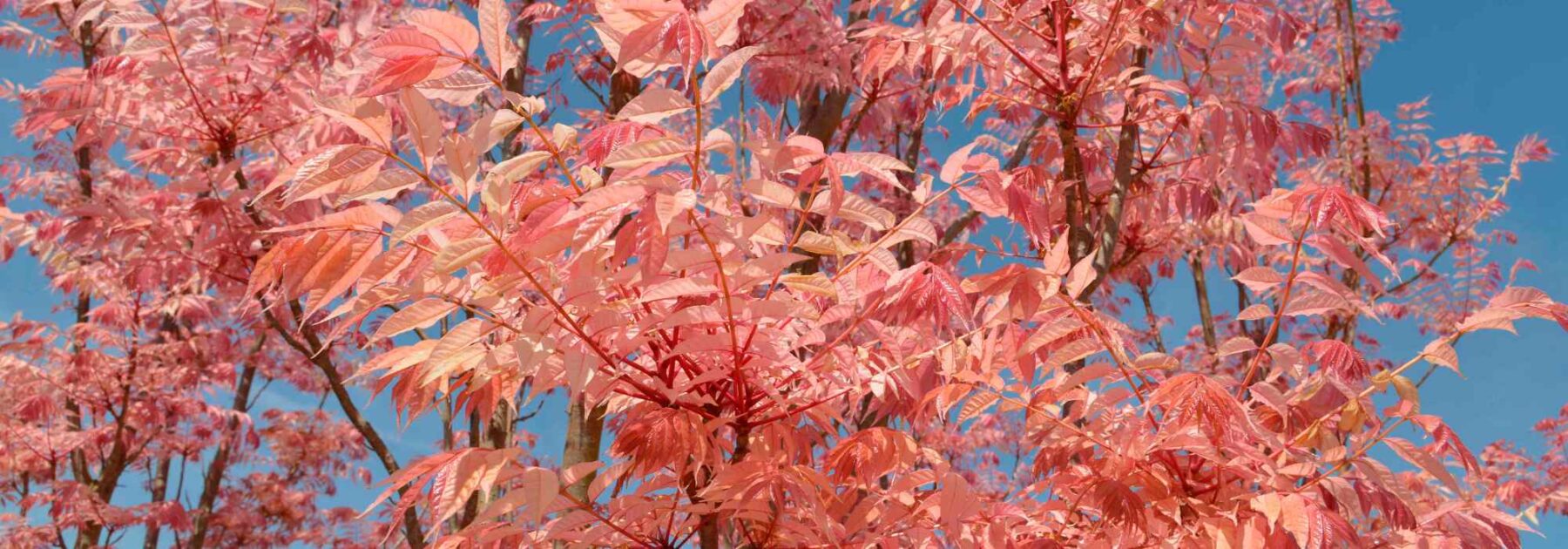 Toona sinensis or Chinese Mahogany: Planting and Growing