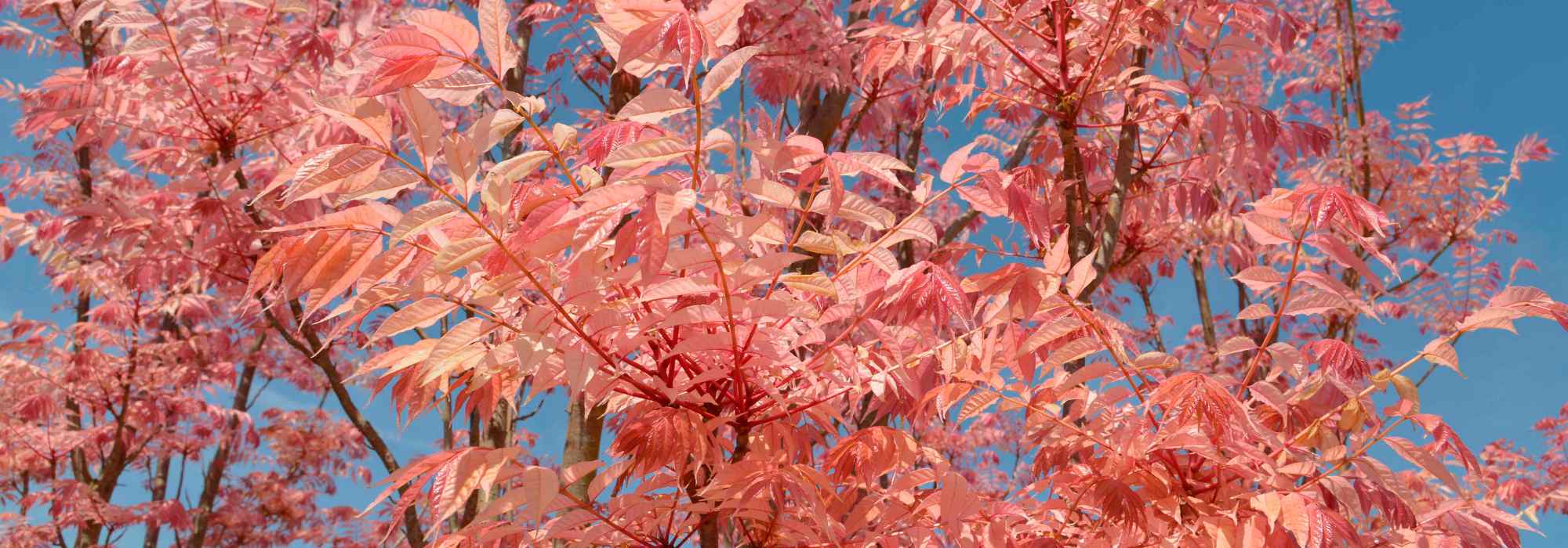 Toona sinensis or Chinese mahogany: planting and growing