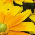 7 yellow-flowering annuals to brighten up your garden