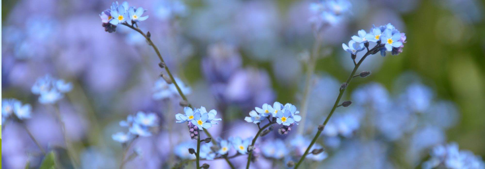 6 stunning annuals or biennials that bloom in partial shade.