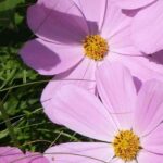 Annuals with pink flowers: softness and freshness in the garden!