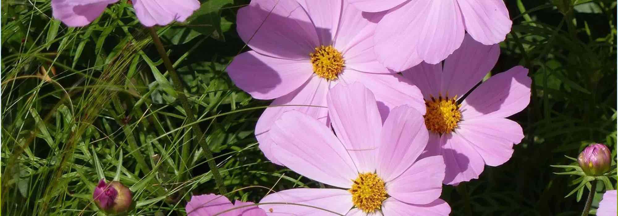 Annuals with pink flowers: softness and freshness in the garden!