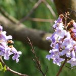 Climate change: the most effective trees to sequester CO₂