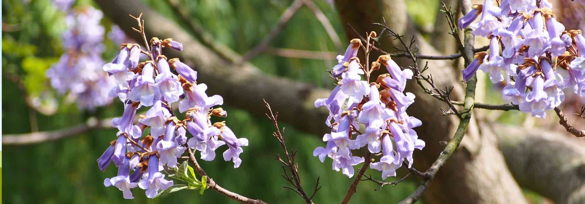 Climate change: the most effective trees to sequester CO₂