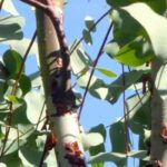 7 essential shade trees to protect you from the sun this summer