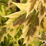 7 trees with variegated foliage for a dazzling garden