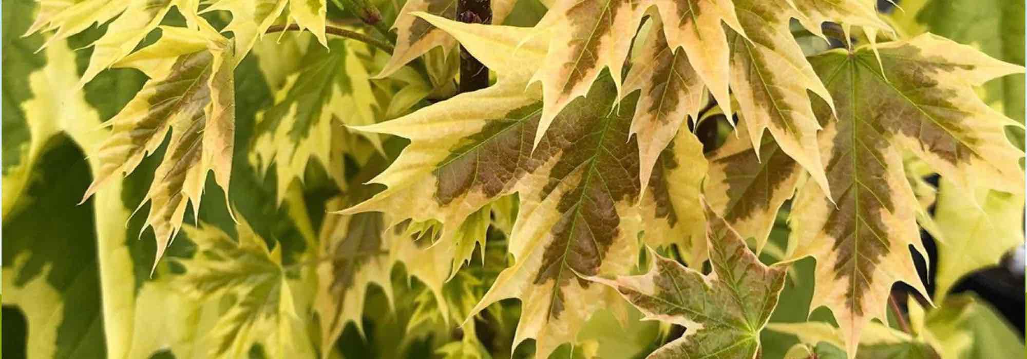 7 trees with variegated foliage for a dazzling garden