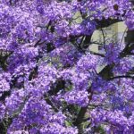 5 inspirational pairing ideas with Paulownia