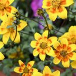 Growing Bidens in pots for vibrant flowers