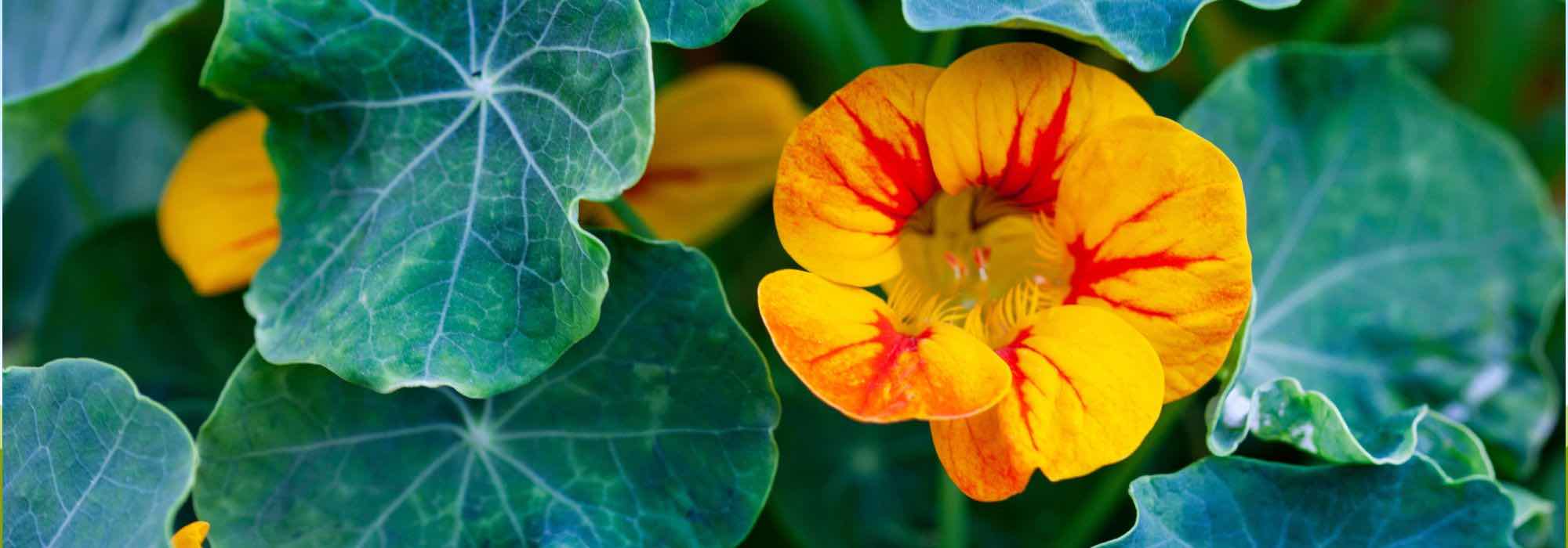 Growing nasturtiums in pots