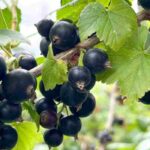Blackcurrant bush: choosing the ideal variety with our buying guide