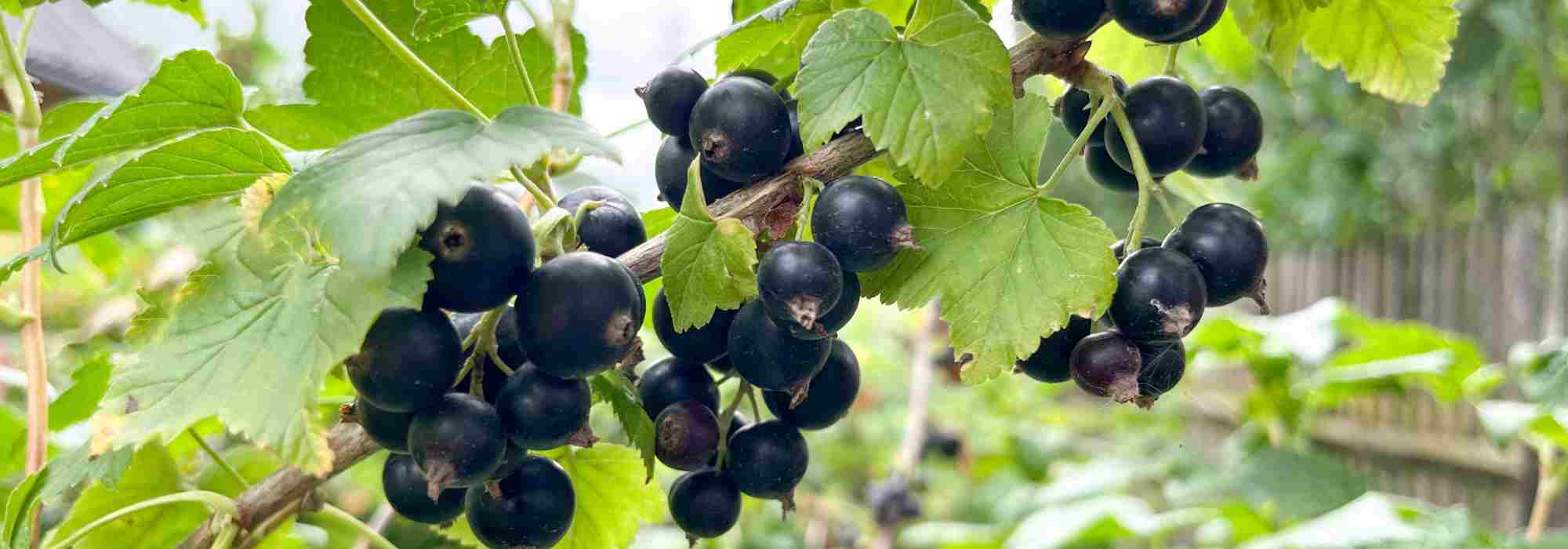 Blackcurrant bush: choosing the ideal variety with our buying guide