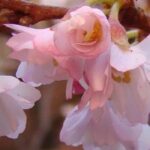 How to choose the right ornamental cherry tree?