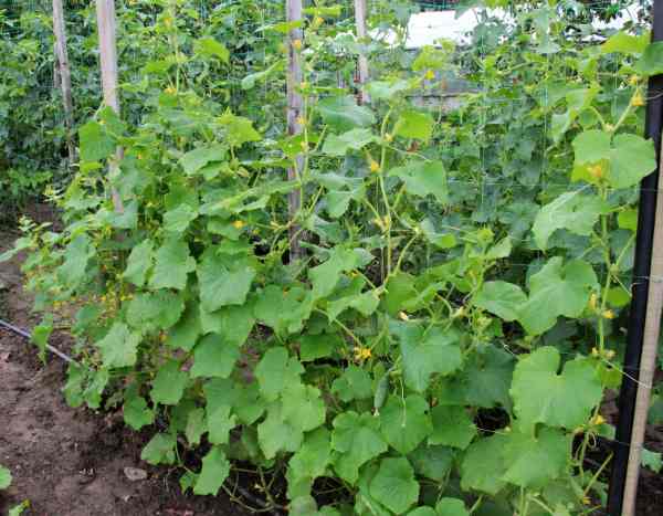 Cucumbers in the vegetable patch: how to grow them vertically?