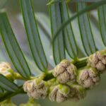 7 conifers to brighten up shaded spaces