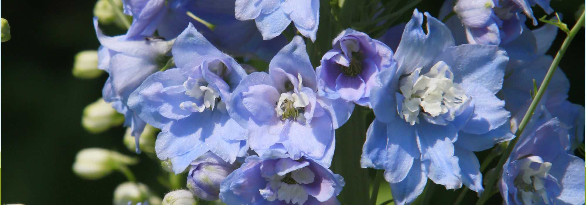 Grow delphiniums in pots for spectacular flowering
