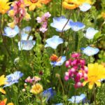 What if you laid out a cut-flower garden inspired by flower farms?