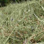 Hay: the natural solution for a productive vegetable garden