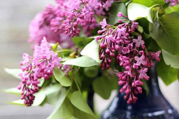 Scented lilacs: how to force flowering for enchanting bouquets?