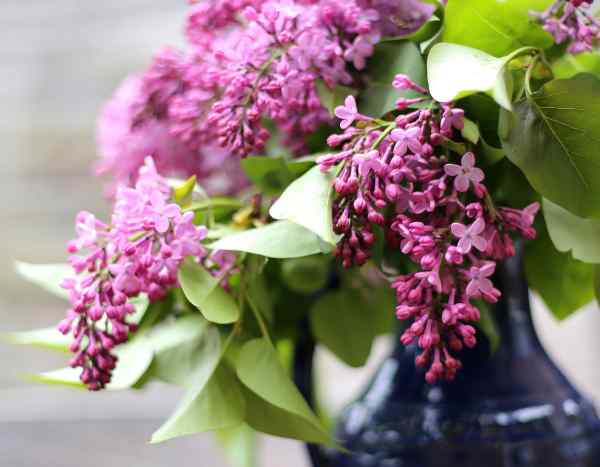 Scented lilacs: how to force flowering for enchanting bouquets?