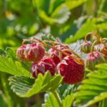 Wild strawberry: an endangered treasure