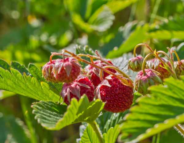Wild strawberry: an endangered treasure