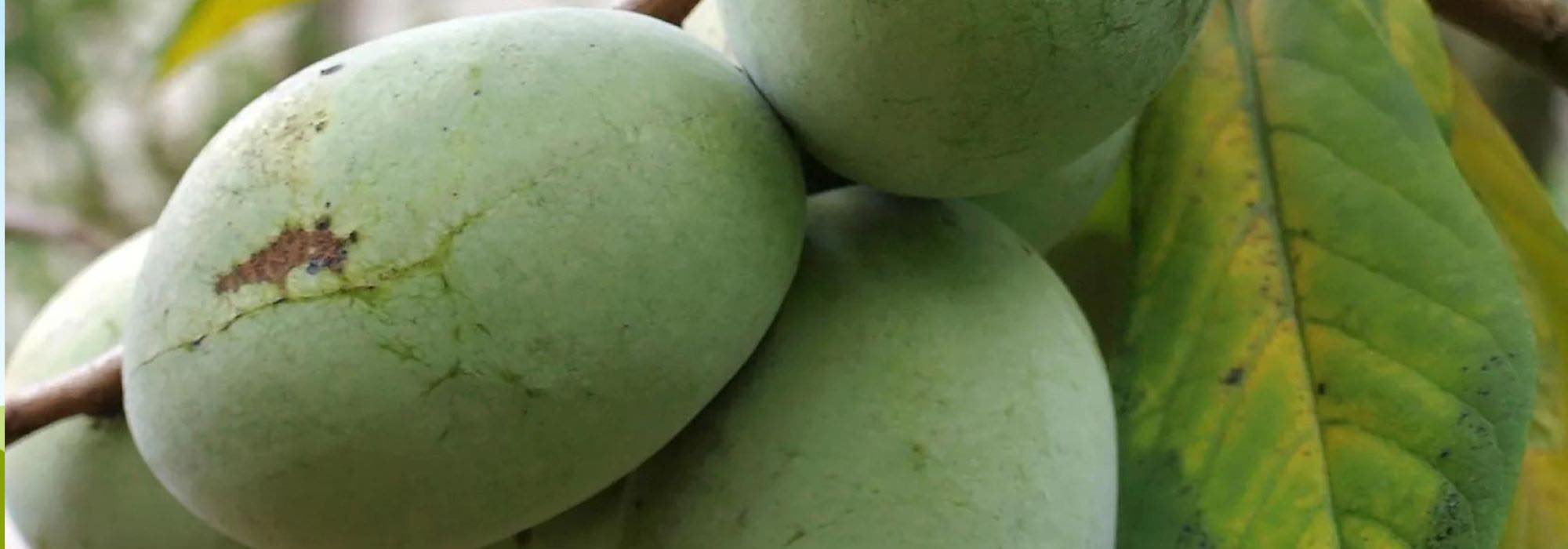 Edible forest garden: 7 fruit trees that are both unusual and hardy