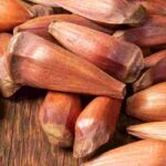 Araucaria: discover this conifer and its edible seeds