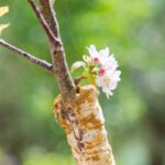 How to propagate Japanese cherry?