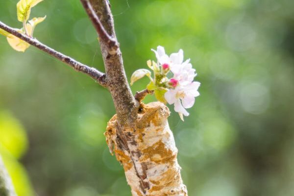How to propagate Japanese cherry?