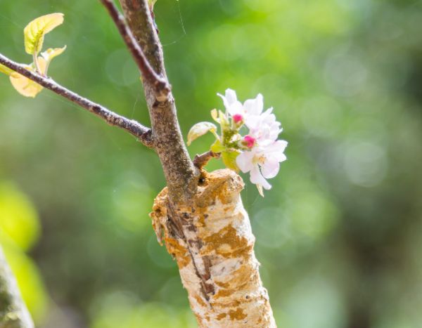 How to propagate Japanese cherry?