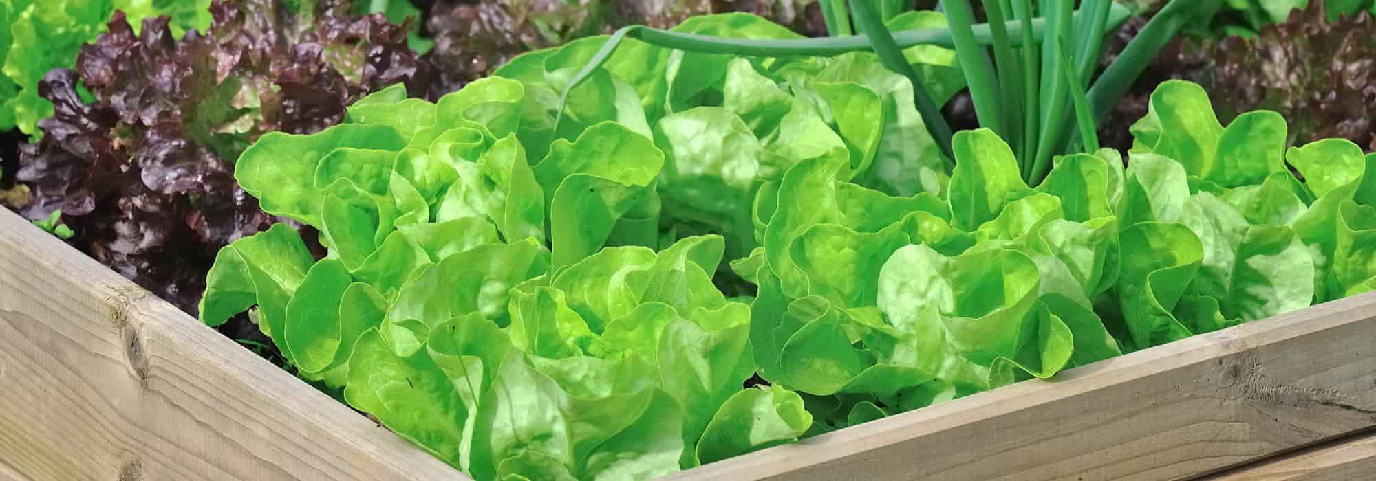 The 8 best companion plants for salads