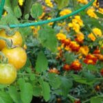 Top 10 companion plants for tomatoes
