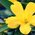 Discover the top five hardiest jasmines