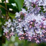 Lilac - Syringa: the most fragrant varieties