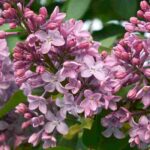 Choosing a lilac to plant in your garden: our buying guide