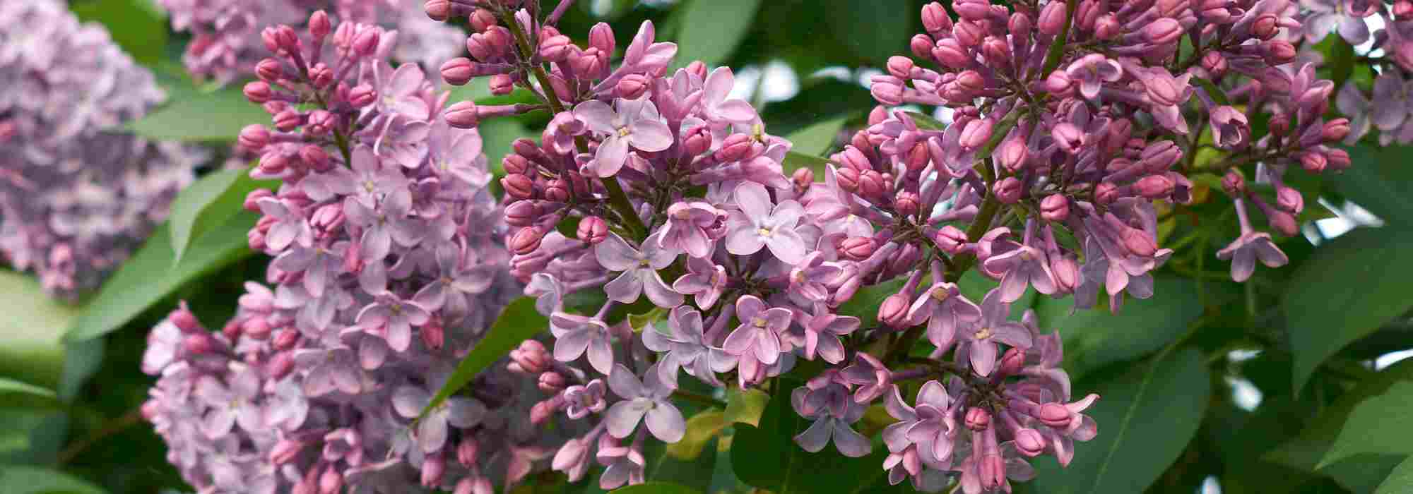 Choosing a lilac to plant in your garden: our buying guide